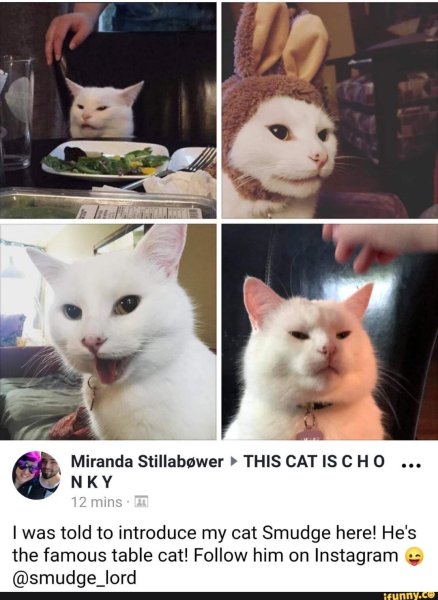 Мем с котом за столом