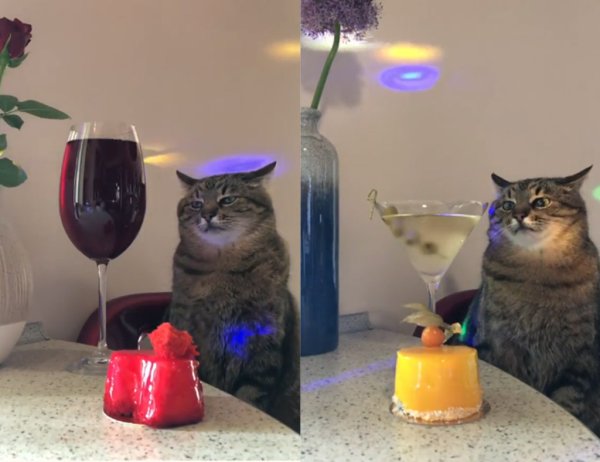 Кот Степан из Харькова мемы