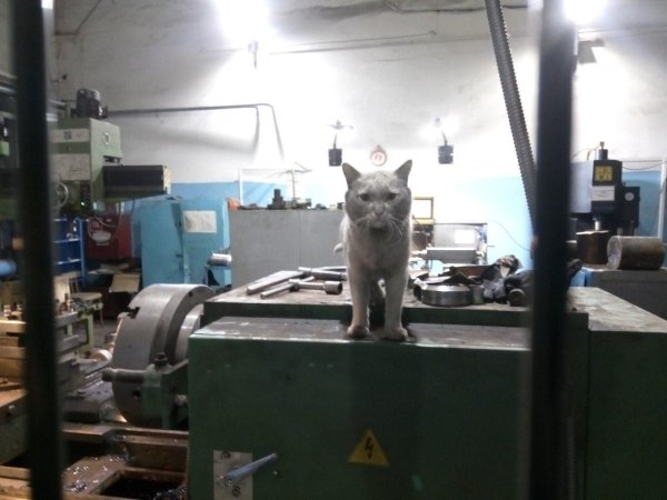 Кот в цеху