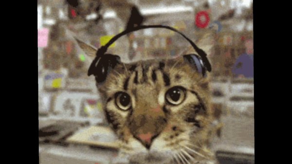 Кот в наушниках флексит