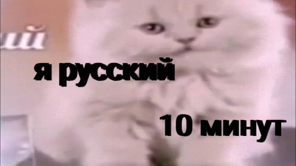 Я русский кот