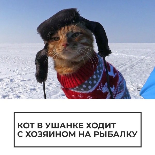 Кот в ушанке на рыбалке