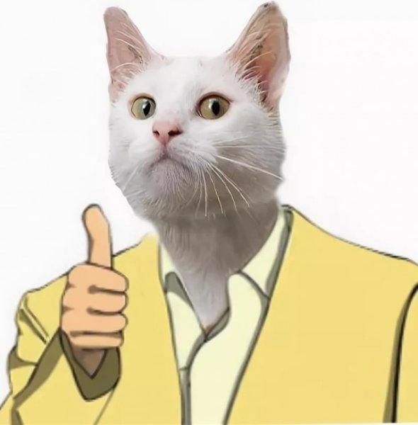 Кот показывает класс