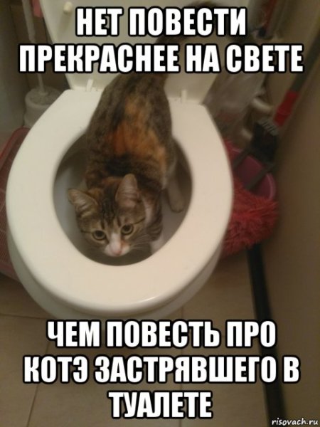 Котик в туалете Мем