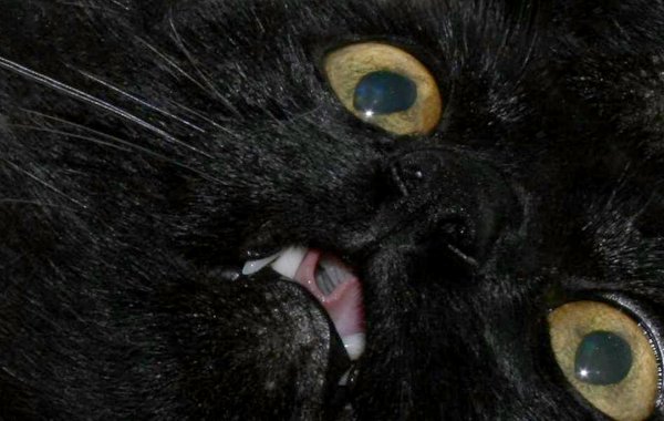 Упоротый черный котик