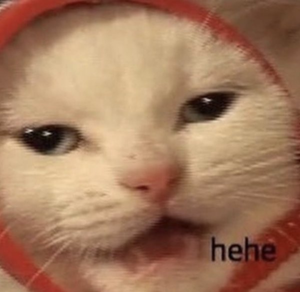 Кот хехе