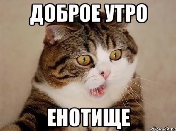 Доброе утречко котики мемы