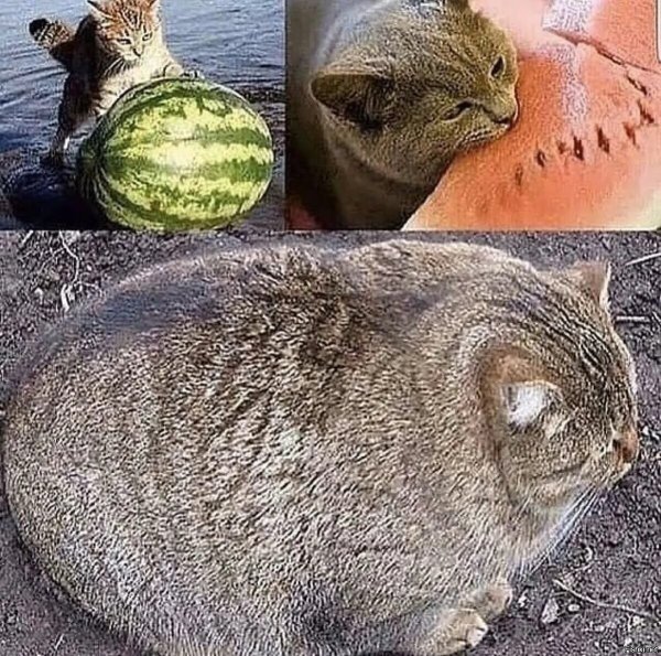 Кот на арбузе