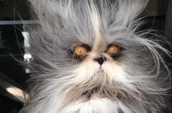 Взъерошенный кот