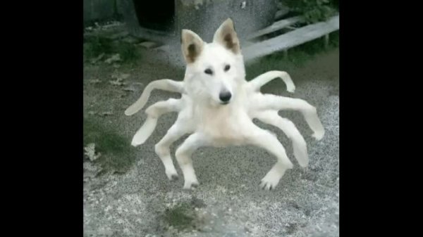 Собака близко к камере