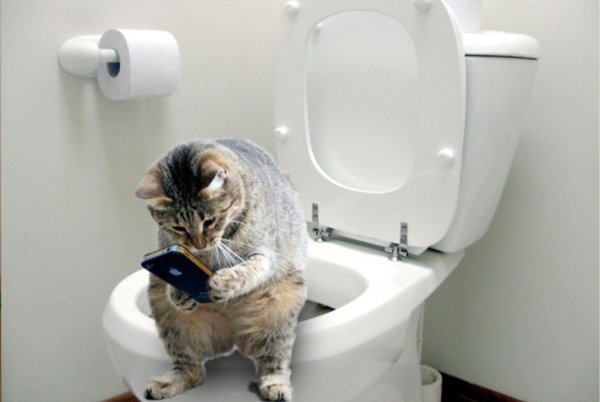 Кот в туалете