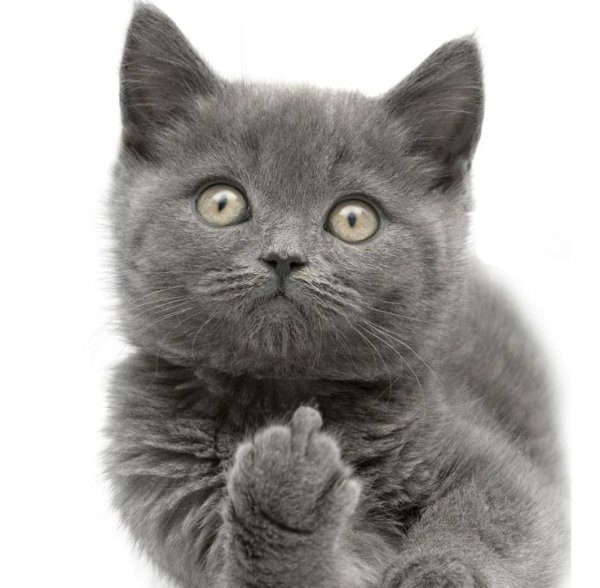 Серый котик