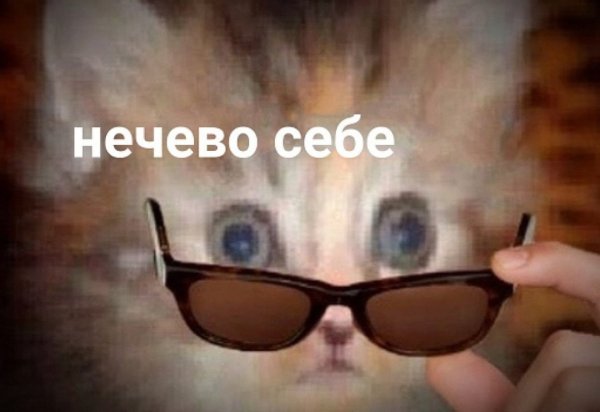 Кот снимает очки