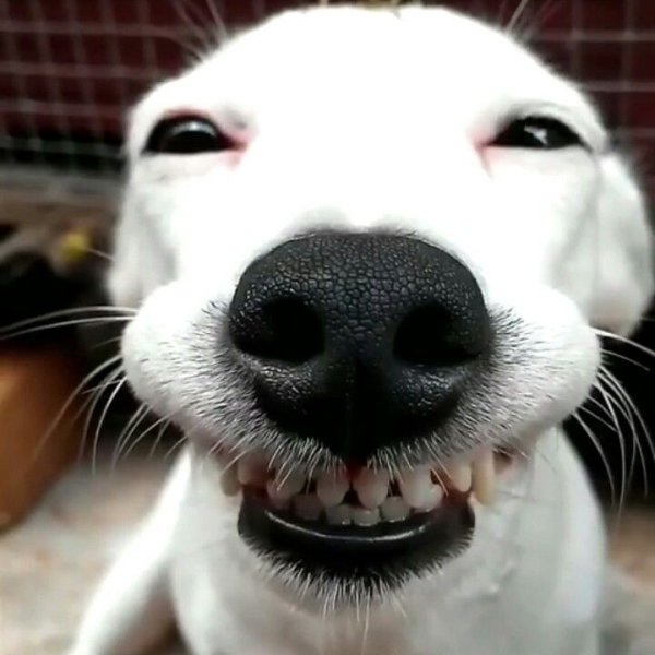 Улыбающиыся пёс