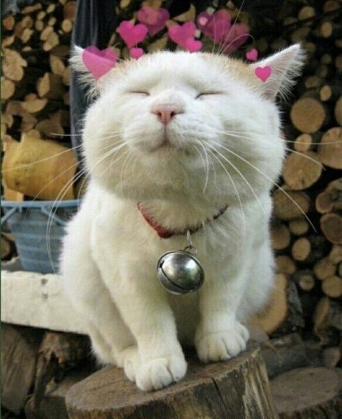 Прикольные котики