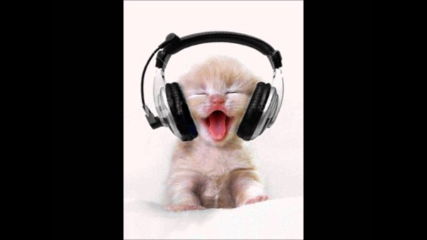 Кот в наушниках орет
