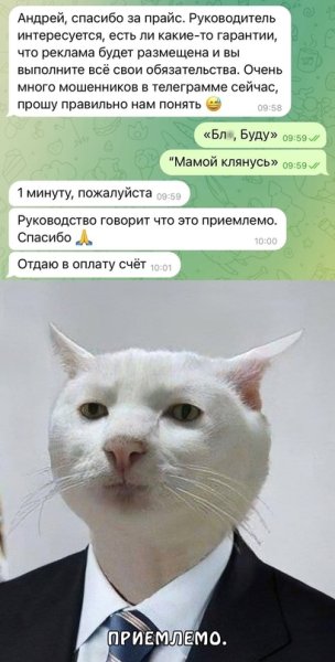 Приемлемо кот оригинал