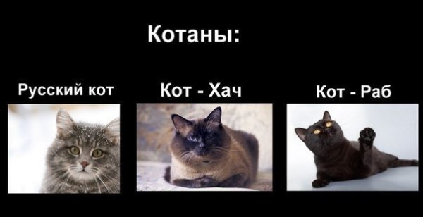 Котенок Мем