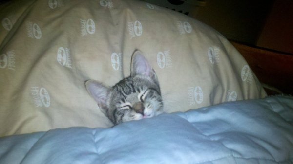 Кот под одеялом