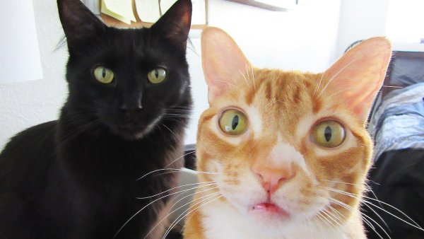 Кот беседует