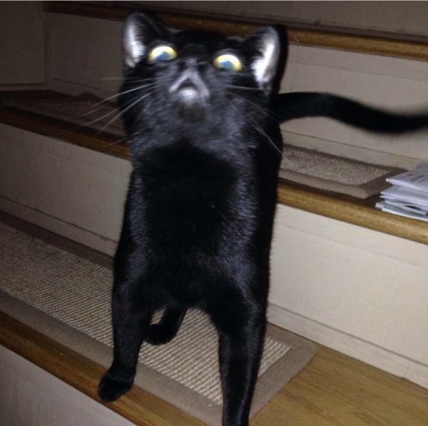 Угарные коты черные