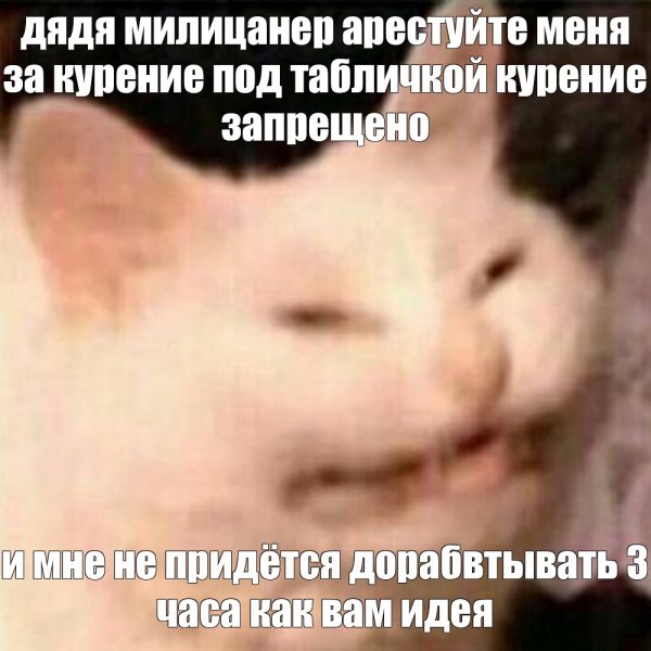 Я упал Мем с котом
