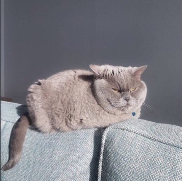 Смешные коты утро понедельник