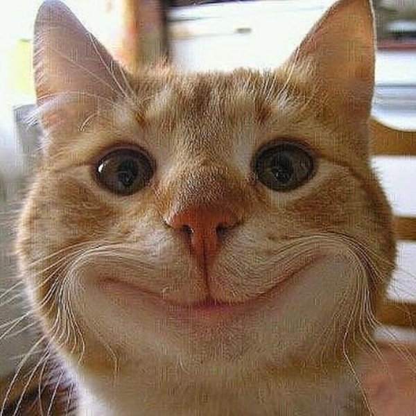 Прикольные морды котов