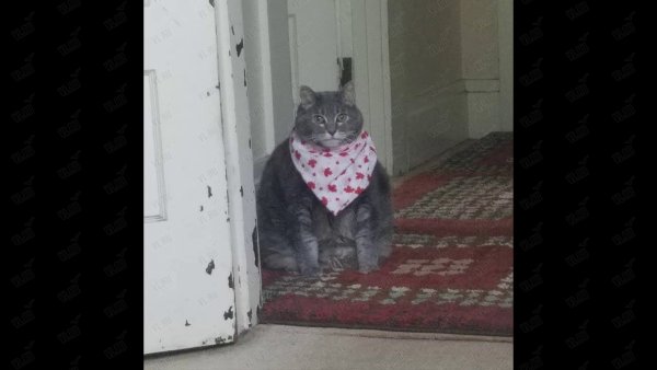 Кот в слюнявчике