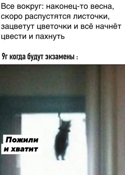 Кот повесился в дверном проёме