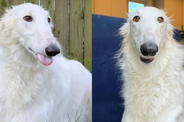 Русская борзая Эрис