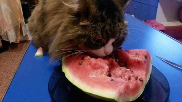 Котенок ест Арбуз