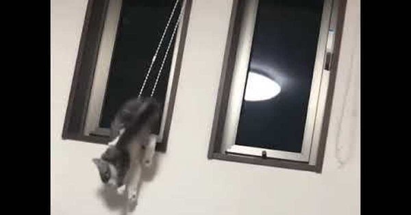 Кот повесился в дверном проёме