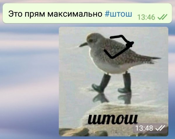 Мем штош с птицей