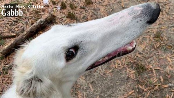 Собака с вытянутой мордой