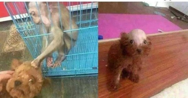 Пудель с лысой головой Мем