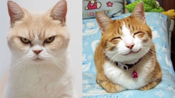 Довольная морда кота