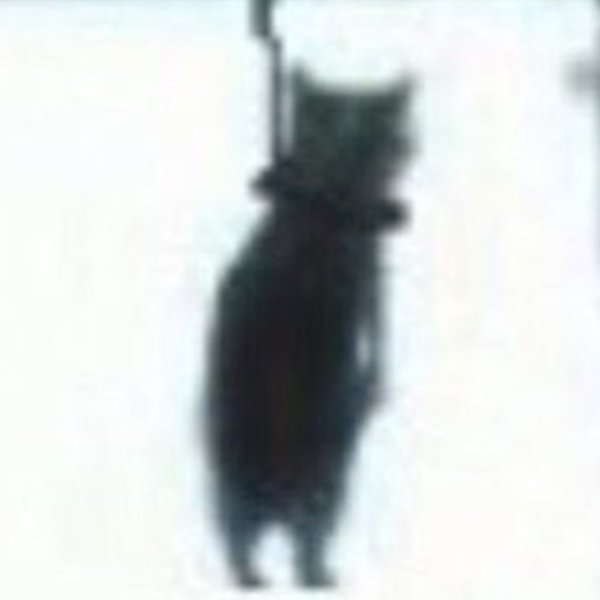 Кот повесился