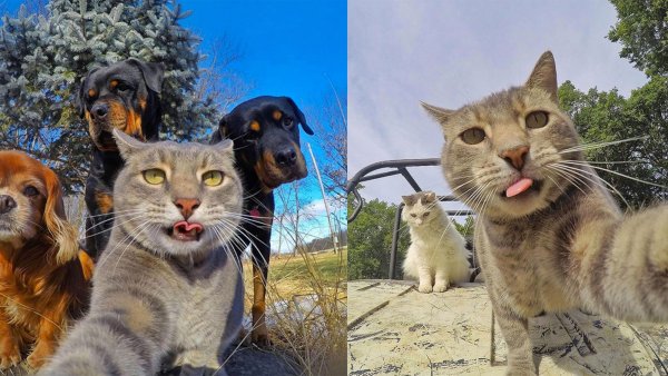 Селфи кошки с собаками