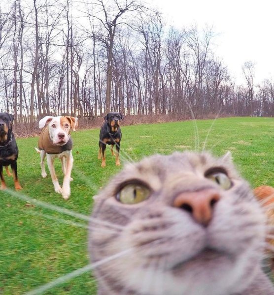 Селфи кота с машиной