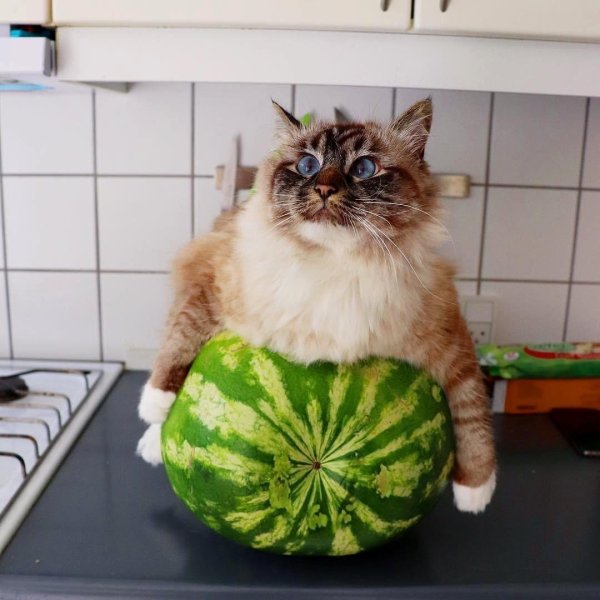 Кот АН арбузе