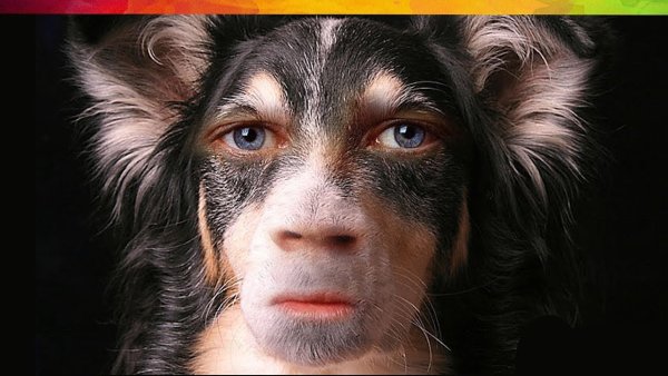 Со ака с лицом человека