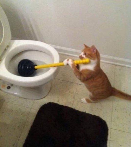 Унитаз для кошек