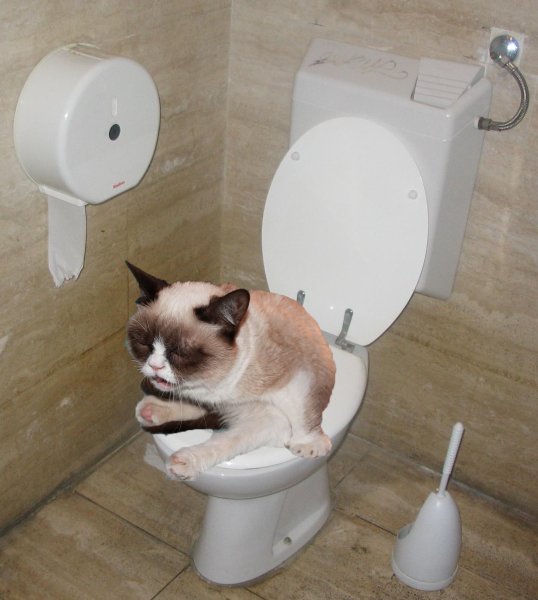 Кот на унитазе