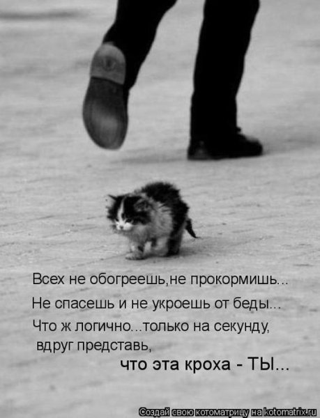 Я обязательно выживу котенок