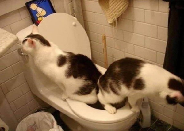 Кот на унитазе