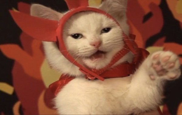 Котик hehe Мем