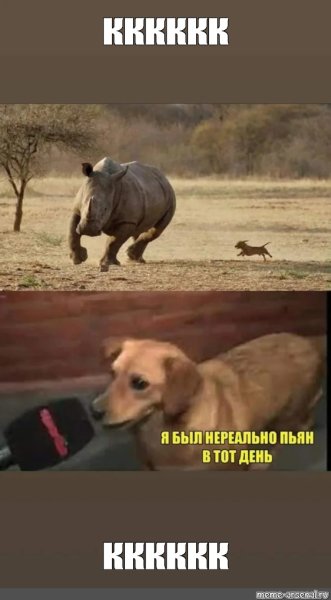 Мемы с собаками