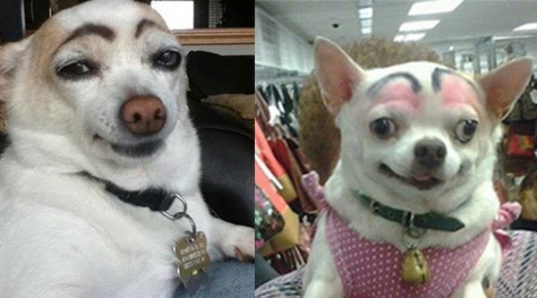 Накрашенная собака