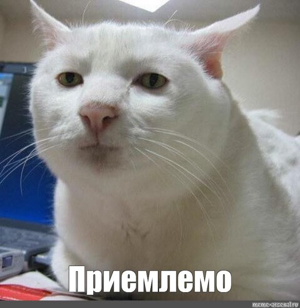 Кот Мем